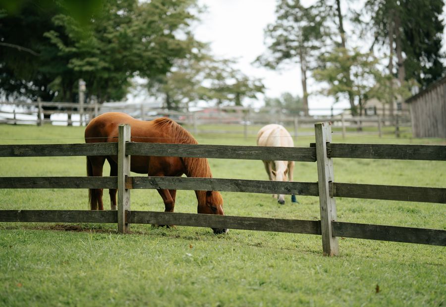 Four board horse fence along a paddock line near Columbia, Missouri