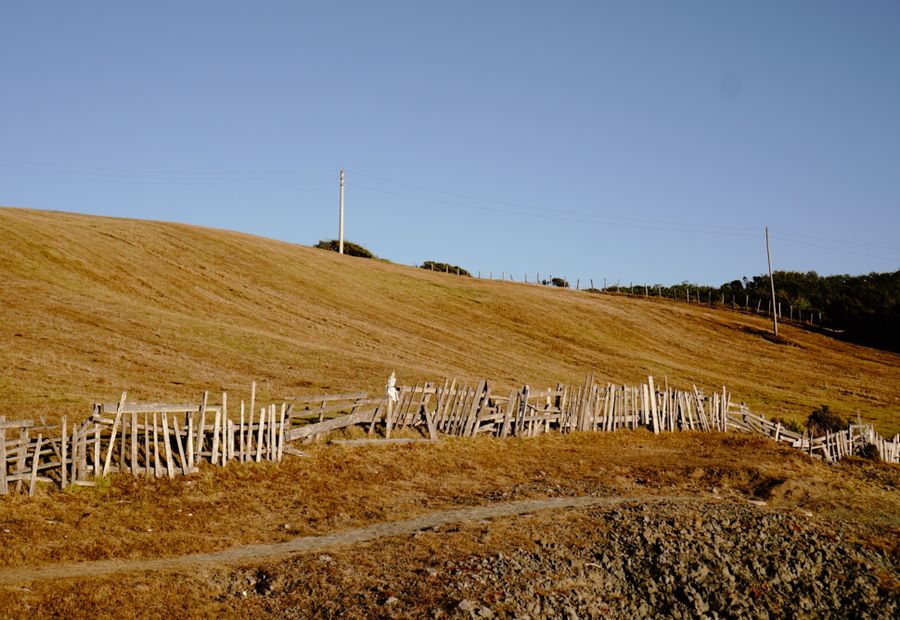 Old wire and rotted posts pulled and the fence line cleared and staked