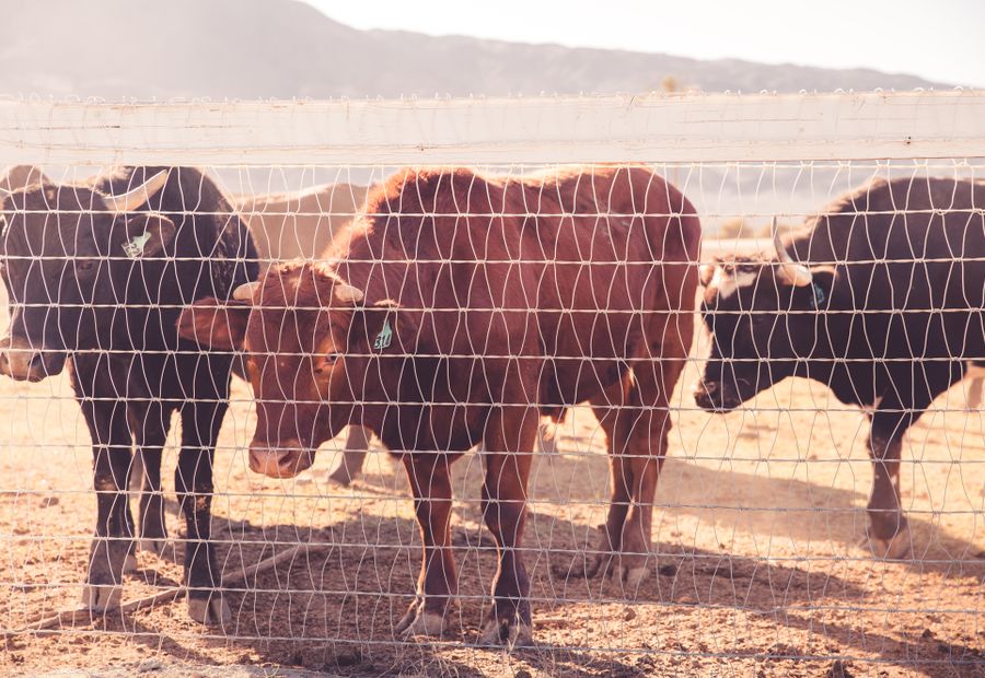 Fixed knot woven wire field fence stretched over rolling Boone County pasture